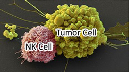 NK Cell